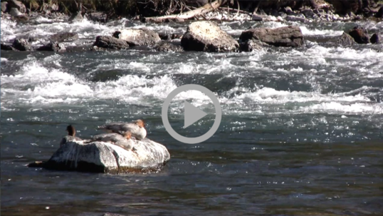 River water runs past a rock where three birds are sitting