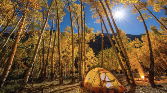 Stars and Moon shine down onto a forest covered in yellow leaves with a yellow tent on the ground.