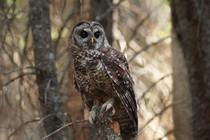 A spotted owl on a snag.
