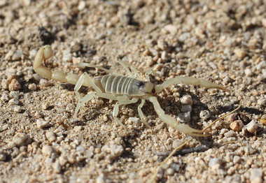 A scorpion in the dirt or sand.