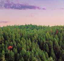 A view of the tops of trees in a forest.