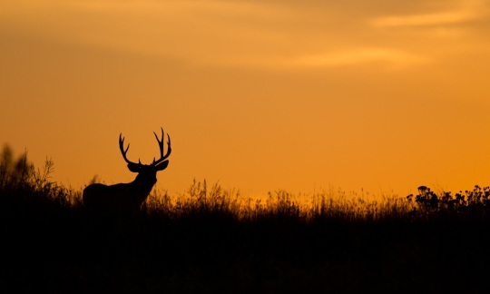 A silhouette of a deer against a bright orange sky