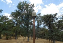 A bat house is mounted on top of a wood pole and sits in front of large oak trees. 