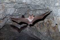 A bat with wings spread is 