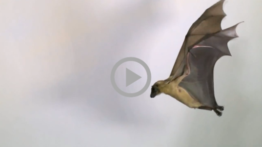 A mid-sized bat flies against a white background