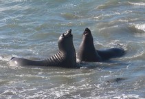 Two elephant seals in the ocean.