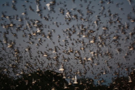 A sky filled with flying bats.