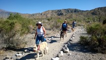 People walking dogs on a trail.