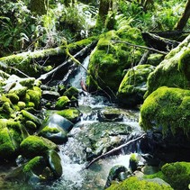A moss-covered rocky creek.