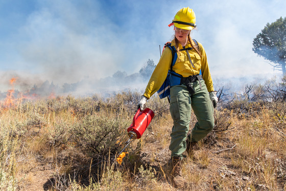 A wildland firefighter extends a drip torch toward dry shrubs during a prescribed fire in Idaho. Photo by Neal Herbert, Interior Department.