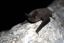  A Mexican free-tailed bat smiles for the camera while lying on a grey rock.