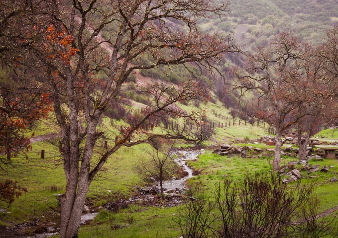 Oak trees in a wet, green valley near a stream.