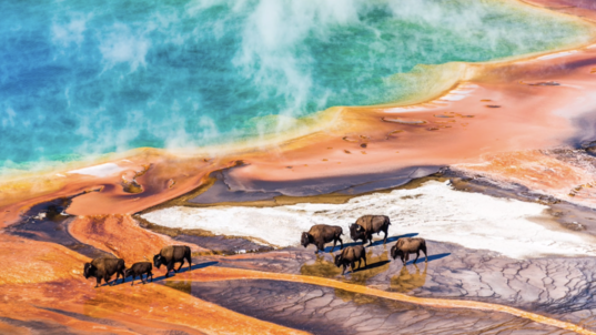 A group of American bison walk across the sulfur springs at Yellowstone National Park.