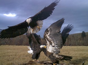 Three Bald Eagles spread their wings with one hovering just off the ground . 