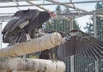 A condor in a large cage.