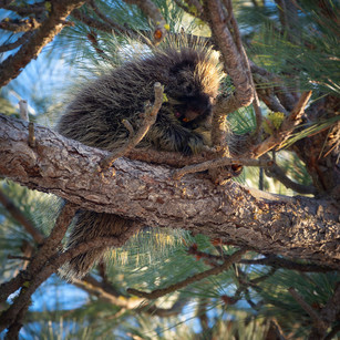 A porcupine in a tree.