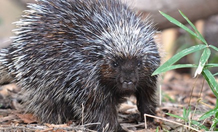 A porcupine on the ground.