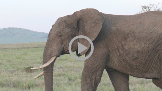 An African elephant with tusks walks across a grassy plain