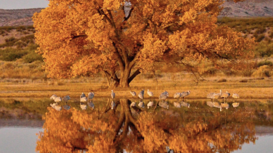 A vividly colored tree and waterfowl are perfectly reflected in the calm waters of a pond