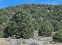 An expanse of Pinyon trees. 