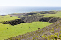A view of the ocean from atop a hill with green grass on hilltop flats and cows grazing. 