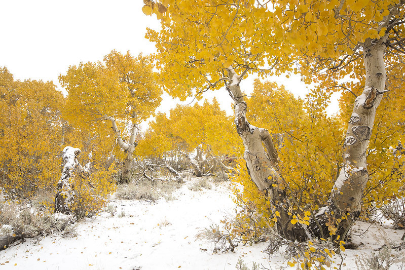 Nature's winter wonderland with a blanket of snow accentuated by many trees with bright yellow leaves.