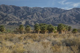 Dark mountains stand, with grasses in foreground with a line of Desert Fan Palms standing between the two distinct areas.. 