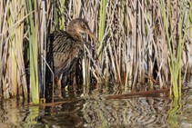  Photo of a Yuma Ridgway's rail, a brown bird with tall legs and a long slender beak standing in tall reeds in the water. 