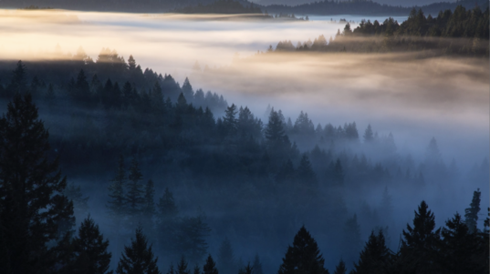 Dense fog is interwoven at the tops of the Douglas-fir clad peaks on California’s far northern coast. 