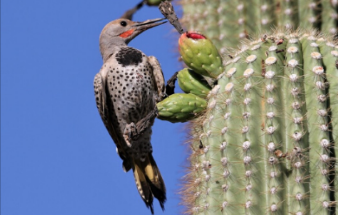 A close up of a Gilded Flicker perched on the side of a cactus. 