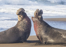 Two male elephant seals face each other on the beach with heads arched to the sky, foamy waves in the background.