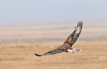A ferruginous hawk flying with wings spread. 