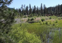 A photo of a riparian area with reeds and tall trees in the background.