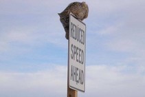 Bob cat perched on a sign that reads, "reduced speed ahead."