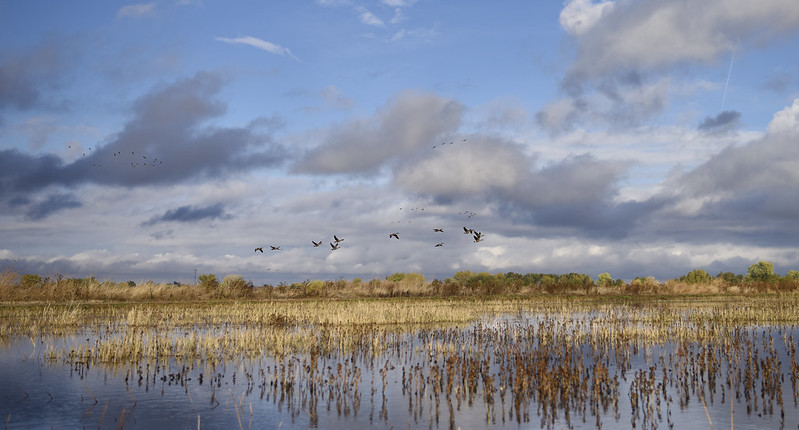 Landscape photo of the Cosumnes River Preserve - wetland habitat of water and aquatic plants, with trees in the background and birds flying overhead. 