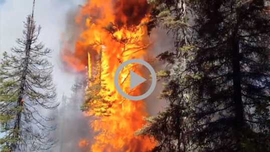 Flames consume a tree in a forest 