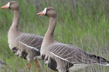 Two grey geese standing in grasses.
