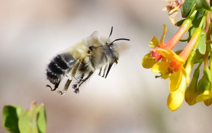 A bee flying to pollinate a flower.