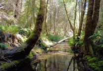 Bridge Creek. A creek in dense forest. 