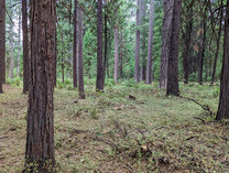 A pine tree forest. 