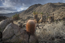 San Jacinto desert mountains and cactus 
