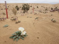 Desert flower on the ground