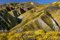 Rolling hills with wildflowers
