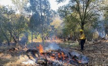 Firefighter burning a pile in the forest