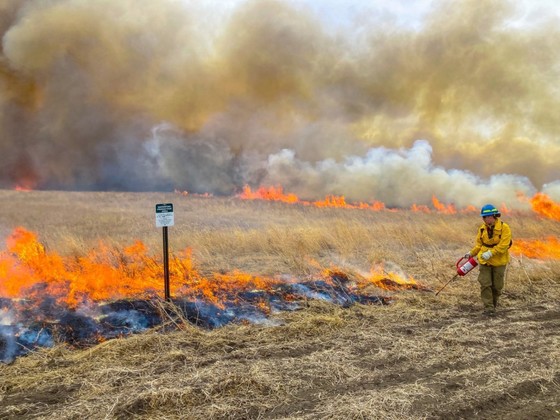 Flames rise in two intersecting lines in a field of dry grass. A wildland firefighter completes a line with a drip torch. Photo by Jen Jewett, USFWS.