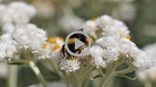 A bumblebee feeding on flower nectar