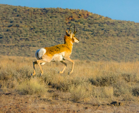 Pronghorn galloping in the plains 