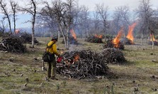 Firefighters working on burn piles in the forest