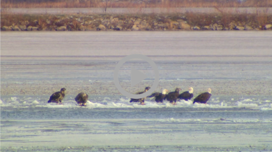 Male and female bald eagles gather in an icy pond