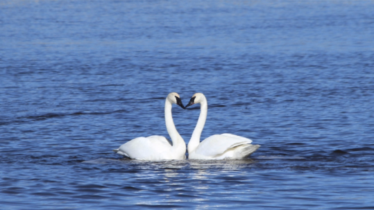 A pair of trumpeter swans show affection and form a heart shape as the pair strengthens their bond on a wildlife refuge.